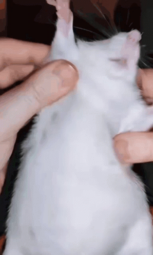 Playing With White Little Rat Meme GIF