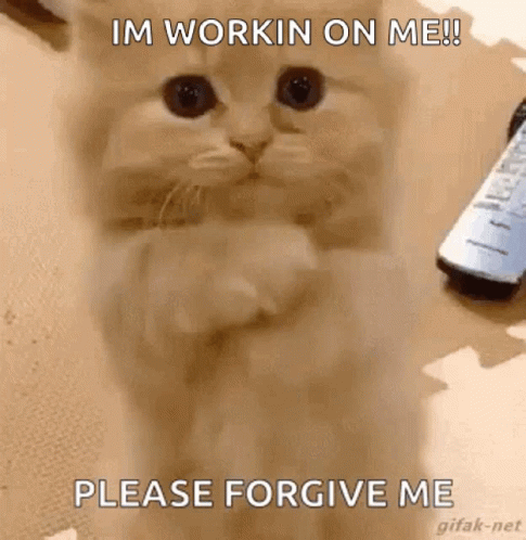 Please Forgive Me Kitty GIF