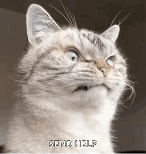 Please Send Help Of A Cat GIF
