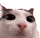 Plink Cat Blink Sticker GIF