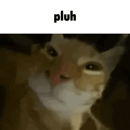 Pluh Cat Gif GIF