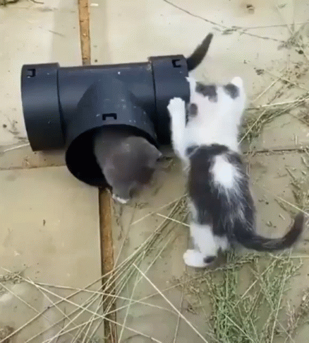 Plumber Bothered By Kittens GIF