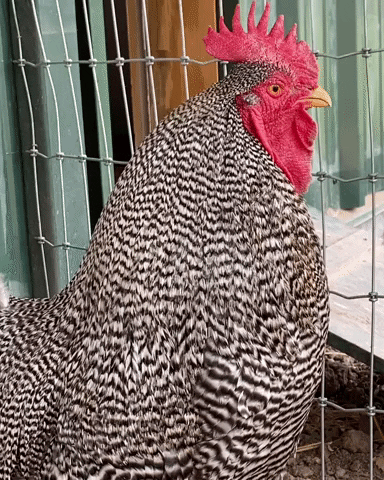 Plymouth Rock Chicken Crowing GIF