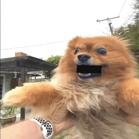 Point Of View Of Spinning Dog GIF