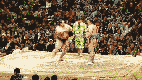 Poised Javanese Sumo Wrestler GIF