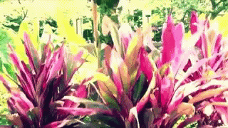 Poison Ivy Spotted In Garden GIF