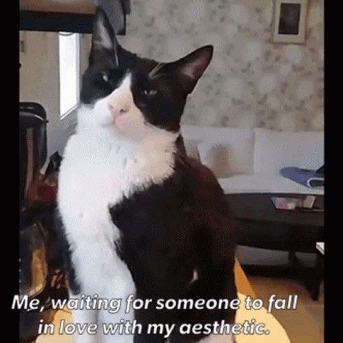 Poker Face Cat Waiting Patiently GIF