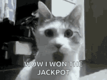 Pokies Slot Machine Wow Cat I Won The Jackpot GIF