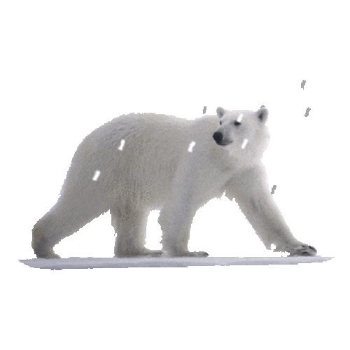 Polar Bear Against Heavy Snow GIF