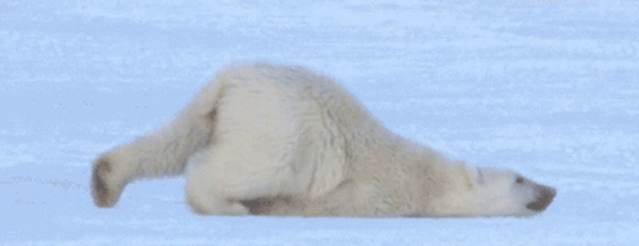 Polar Bear Being Lazy GIF