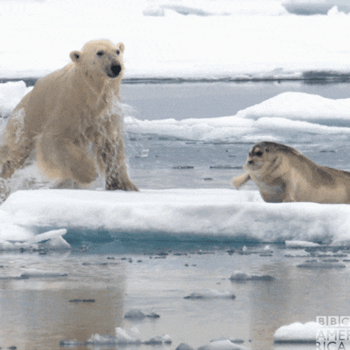 Polar Bear Catching Seal GIF