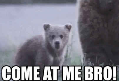 Polar Bear Come At Me Bro GIF