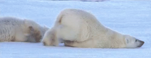 Polar Bear Crawling GIF