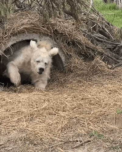Polar Bear Cub Laying in Hay