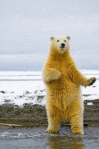 Polar Bear Cute But Bad Dancing GIF