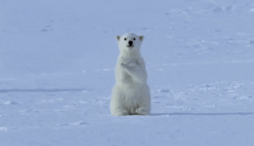 Polar Bear Cute Pose GIF