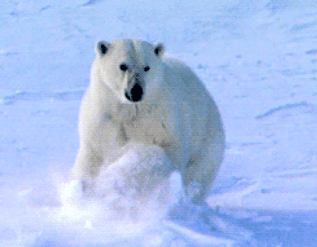 Polar Bear Diving Into Snow GIF