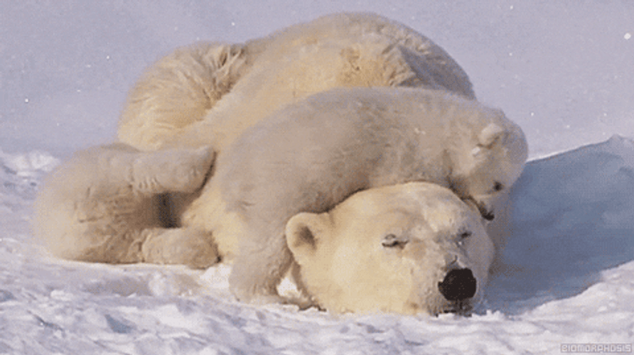Polar Bear Family In Nature GIF