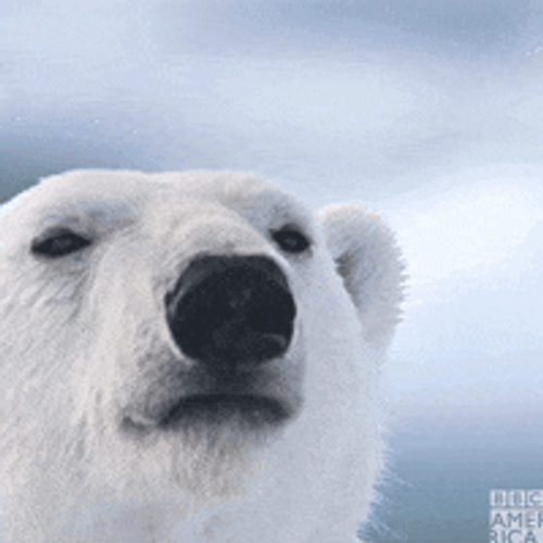 Polar Bear Feeling Th Wind GIF