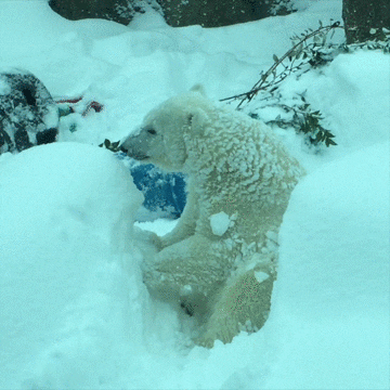 Polar Bear Have Fun Snow GIF