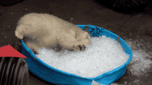 Polar Bear Ice Ice Baby Bath GIF