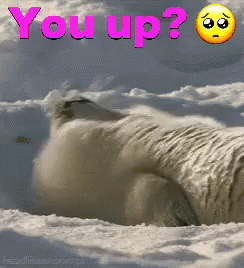 Polar Bear in Snow Saying You Up