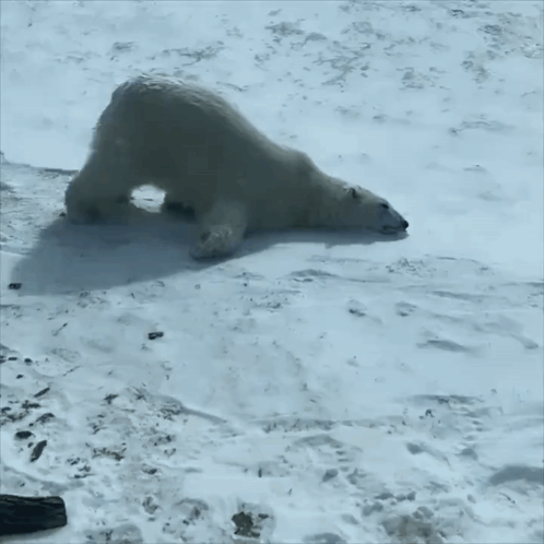 Polar Bear Laying Down in Snow