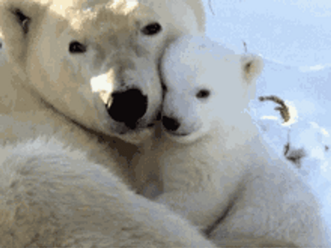 Polar Bear Mom Hugging Baby GIF