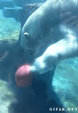 Polar Bear Playing Ball Underwater GIF