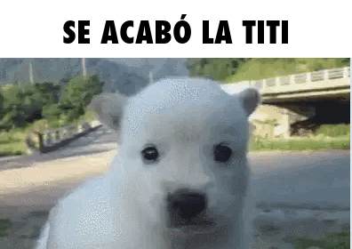 Polar Bear Puppy se acabo la titi