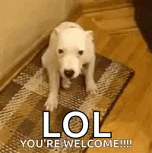 Polar Bear Puppy Standing On Rug GIF