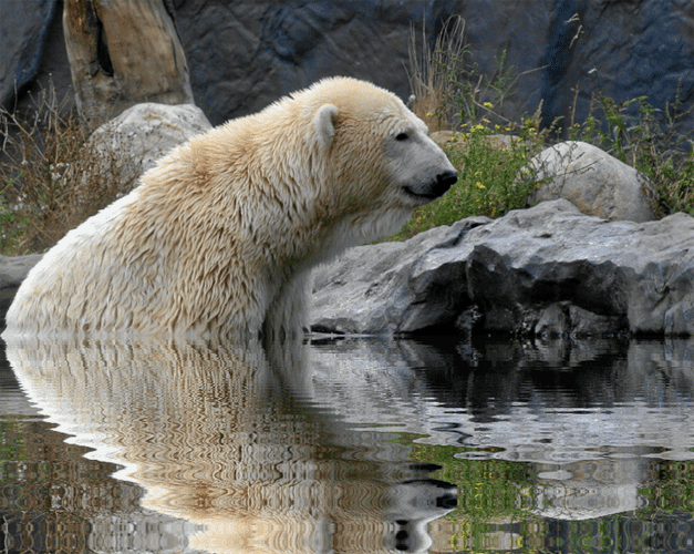 Polar Bear Sitting On Water GIF