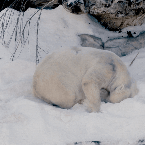 happy polar bear in snow