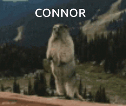 Polar Bear Standing with Connor Name