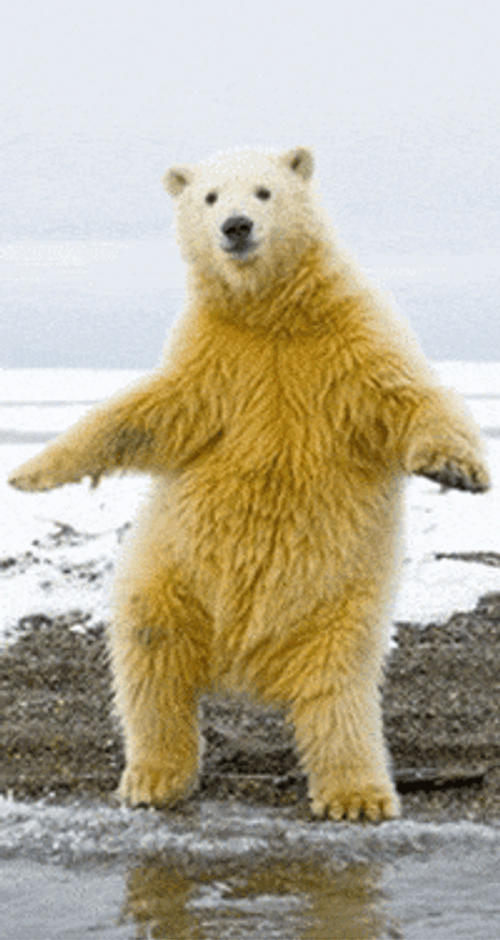 Polar Bear Stop Motion Dance GIF