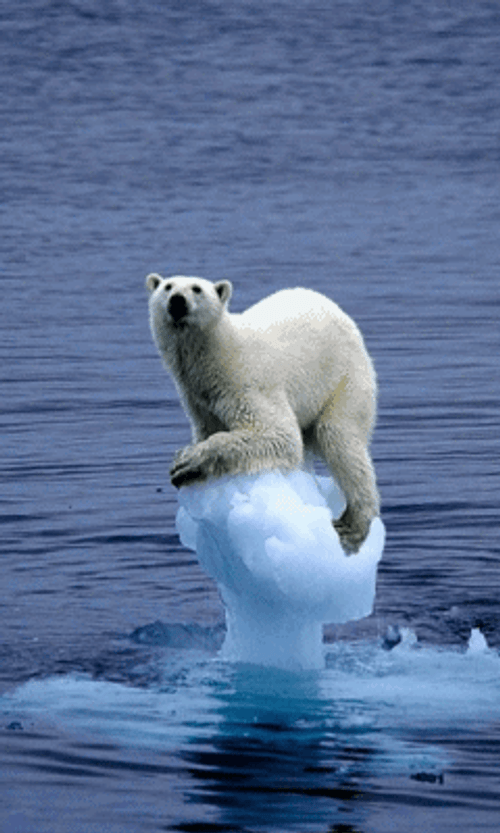 Polar Bear Trapped In Melting Ice GIF