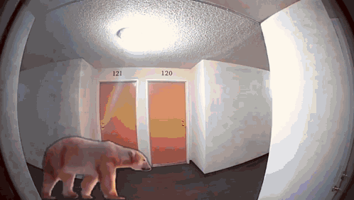 Polar Bear Walking Down Hallway With Doors 121 And 120 GIF