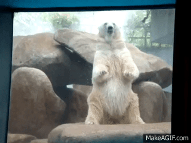 Polar Bear Waving To People GIF