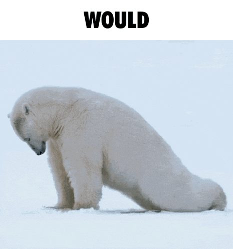Polar Bear Would Gif GIF