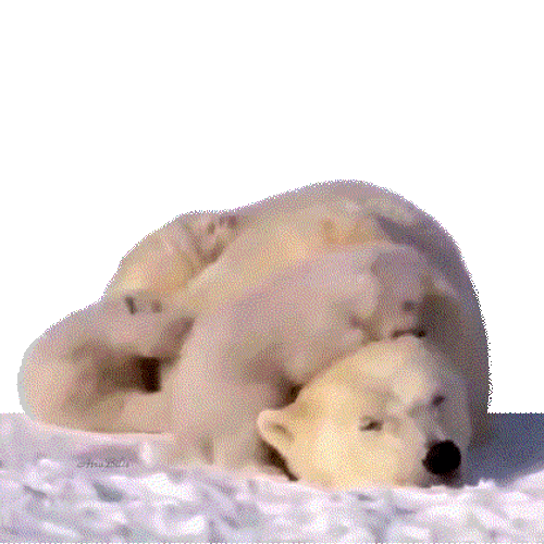 Polar Bears Disturbing Their Mom GIF