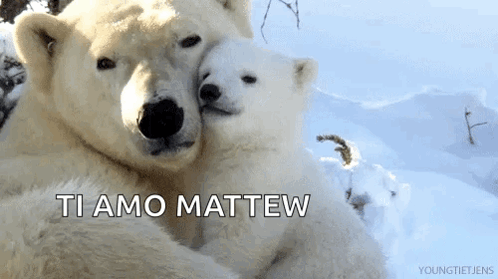 Polar Bears Hugging in Snow Ti Amo Mattew