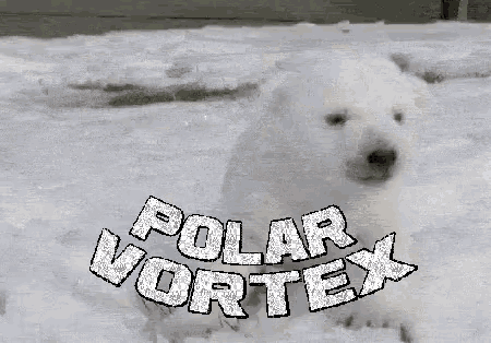 Polar Vortex Polar Bear Gif GIF