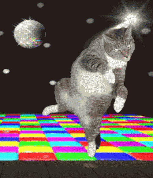 Polydactyl Party Cat Dance GIF