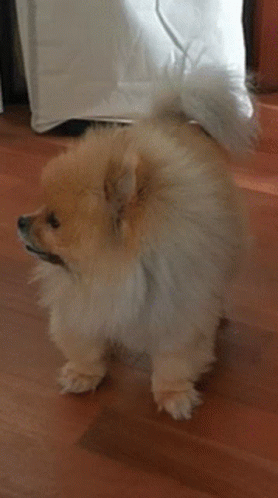 Pomeranian Bear Dog GIF