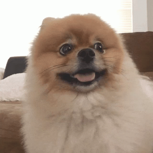 Pomeranian Confused Dog What GIF