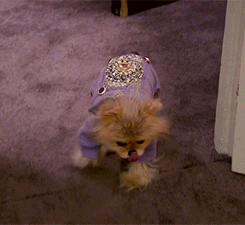 Pomeranian Cute Dog Fashion GIF