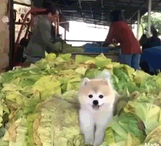 Pomeranian Cute Dog Vegetables GIF