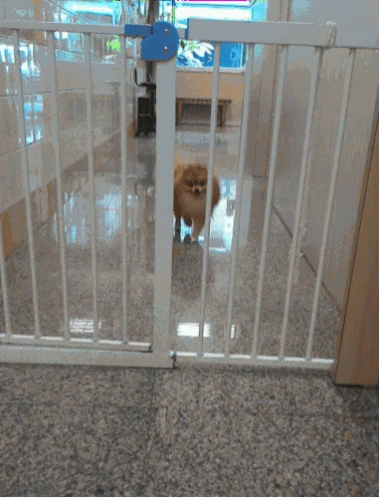 Pomeranian Dog Escape Jail GIF