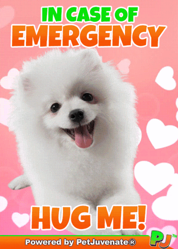 Pomeranian Dog In Case of Emergency Hug Me
