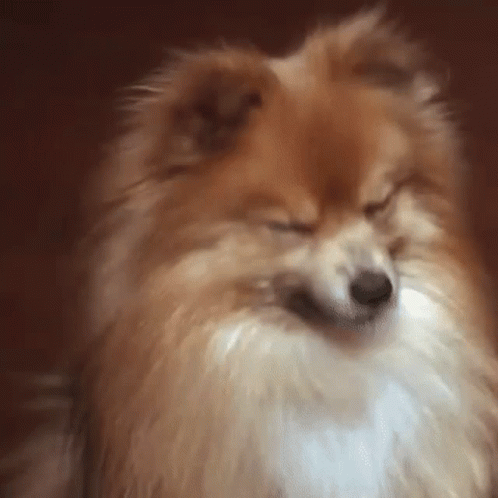 Pomeranian Dog Laughing GIF